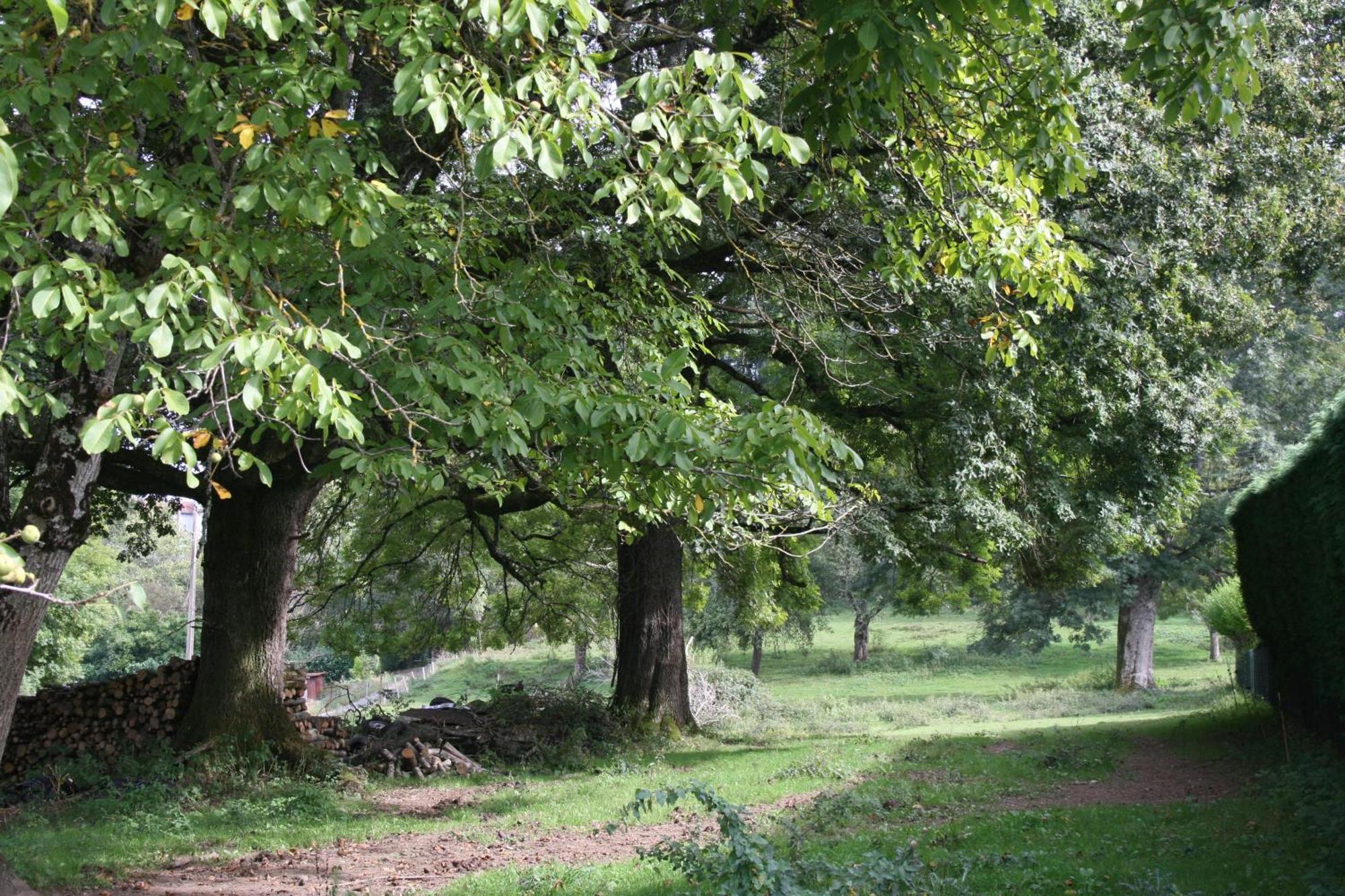 Domaine De Romefort Saint-Léonard-de-Noblat エクステリア 写真